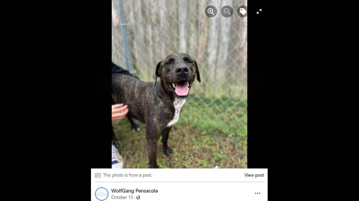 Gibson, a 4-year-old Lab mix, spent nearly 300 days in a Florida shelter before finding his forever home.
