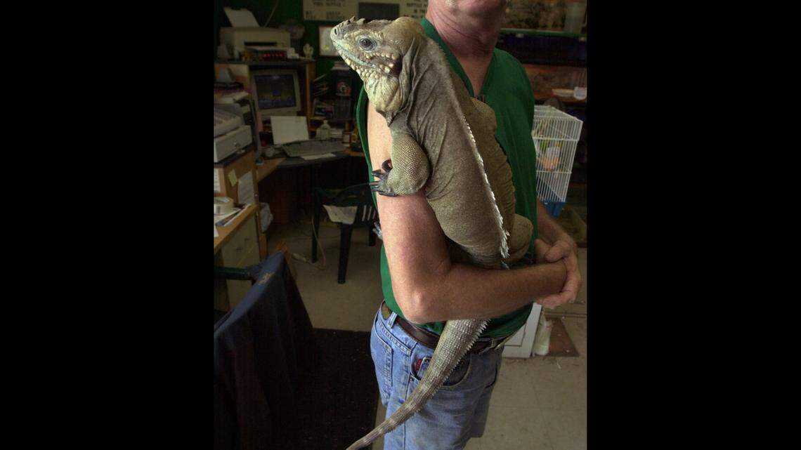 Rhinoceros iguanas are an endangered species that can grow up to 4.5 feet long.