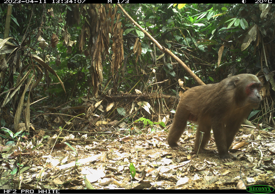 A vulnerable stump-tailed macaque crossed in front of a trail camera, researchers said.