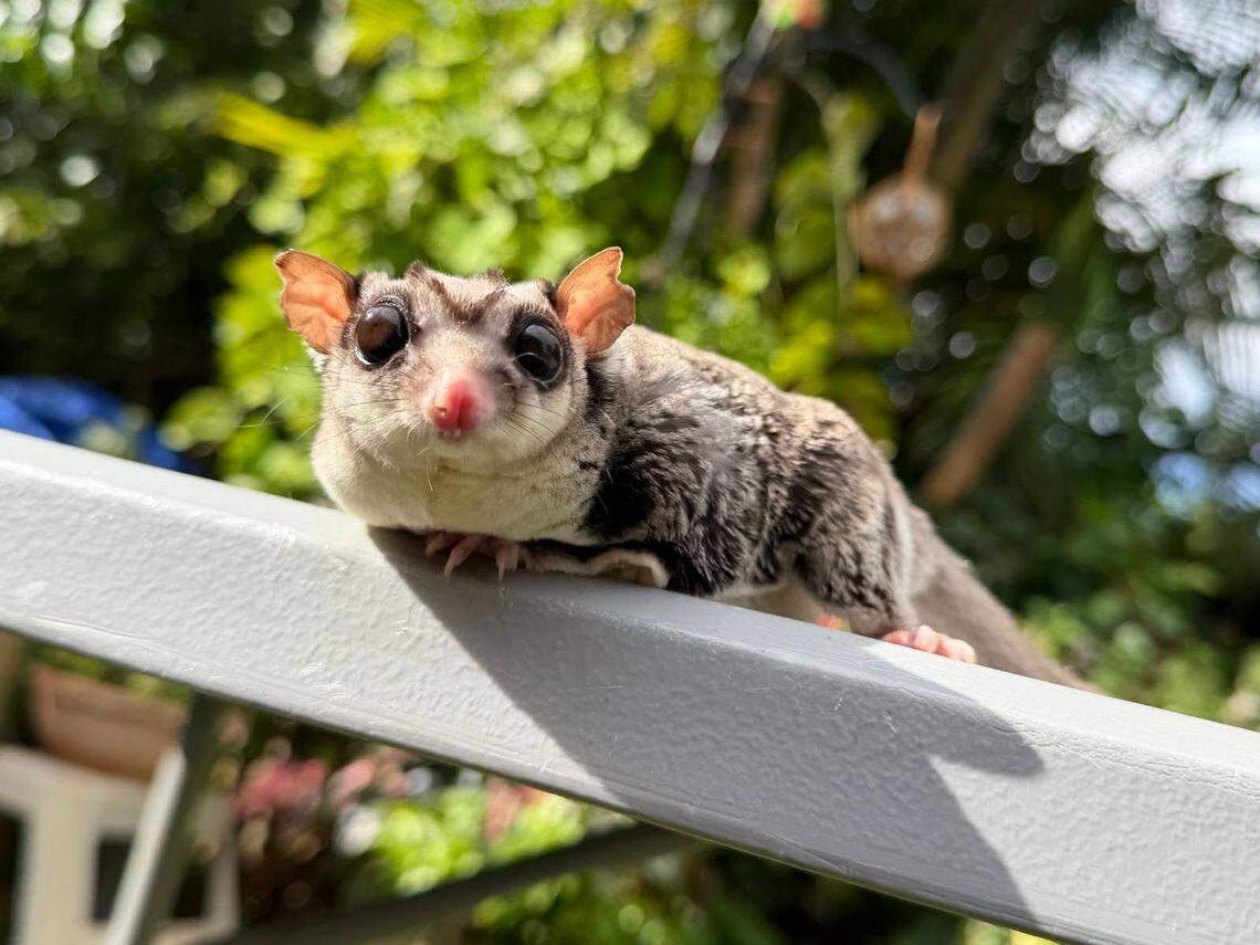 Joey, an elderly sugar glider with one arm.