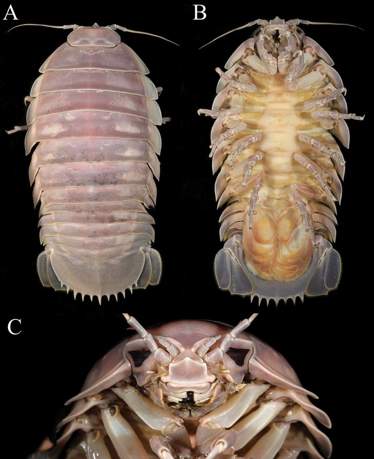 The new species was named after Darth Vader because of its helmet-like head, researchers said.