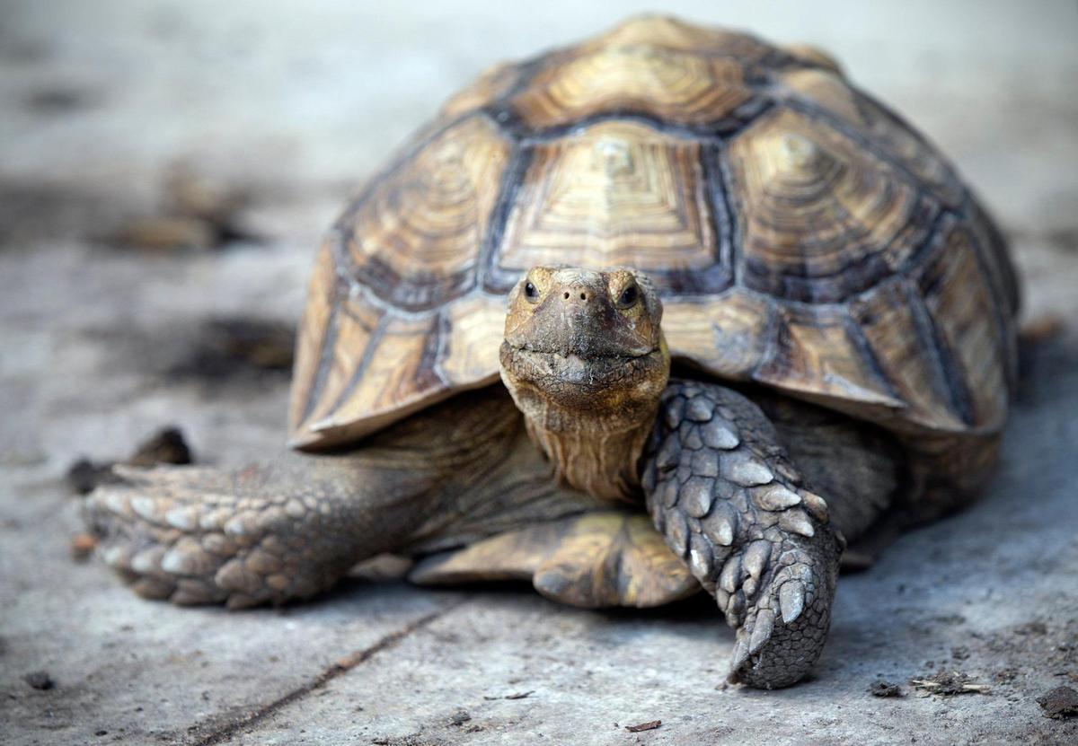Explorer, an 8-year-old sulcata tortoise, escaped from the Linhares family’s backyard recently and was found via Nextdoor messages. He is seen here back home in Pinecrest.