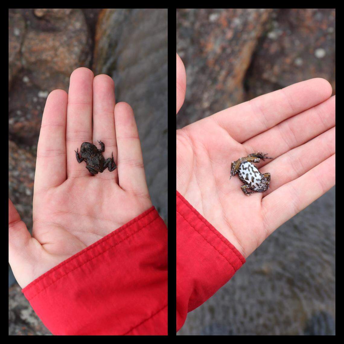 The new species is related to other relatively large dainty frogs.