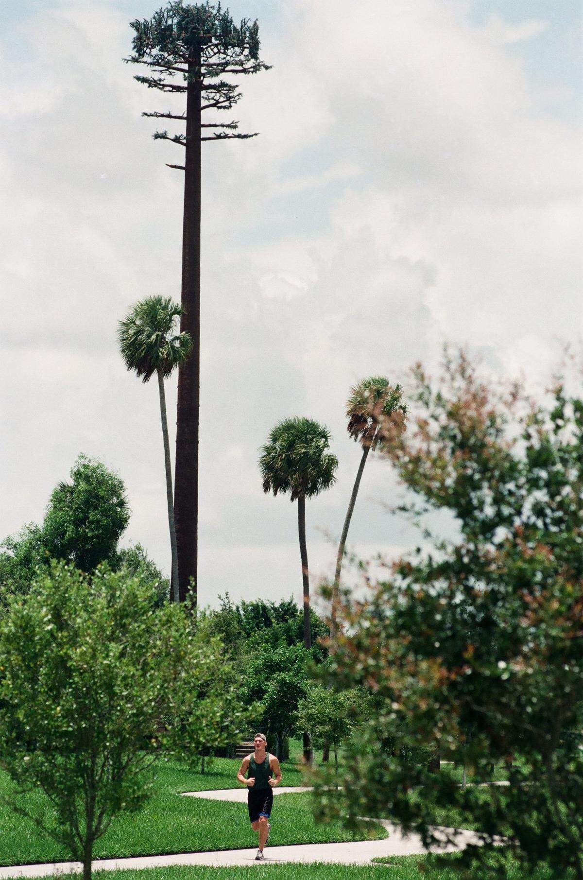 Another view of a Coral Springs cellphone pole disguised as a pine tree.