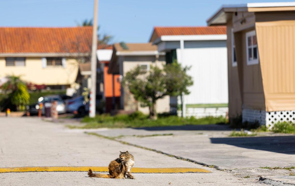 A stray cat lies on Northwest Sixth Street at the Li’l Abner Mobile Home Park on Friday, March 7, 2025, in Sweetwater, Florida.