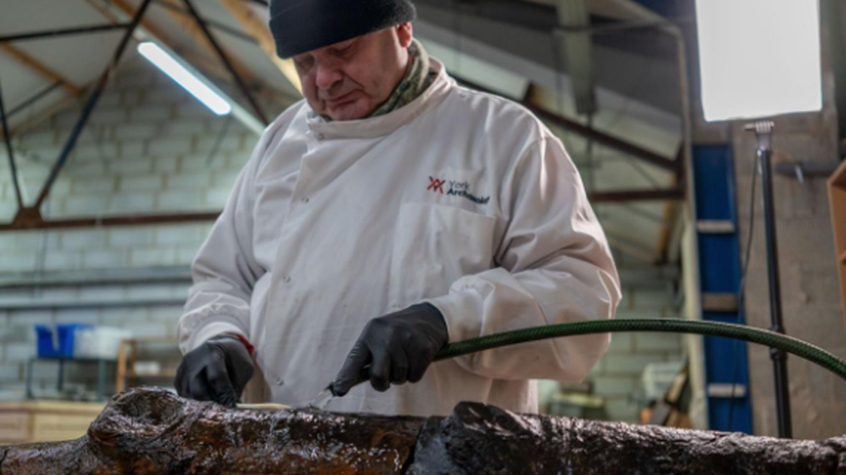 Large wooden stakes are the first 17th-century abatises to ever be recovered, archaeologists said.