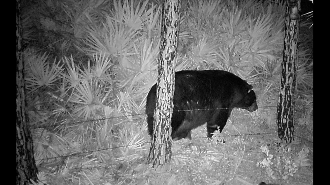A pet pig narrowly escaped being eaten when a hungry bear, not the one pictured, in Florida.