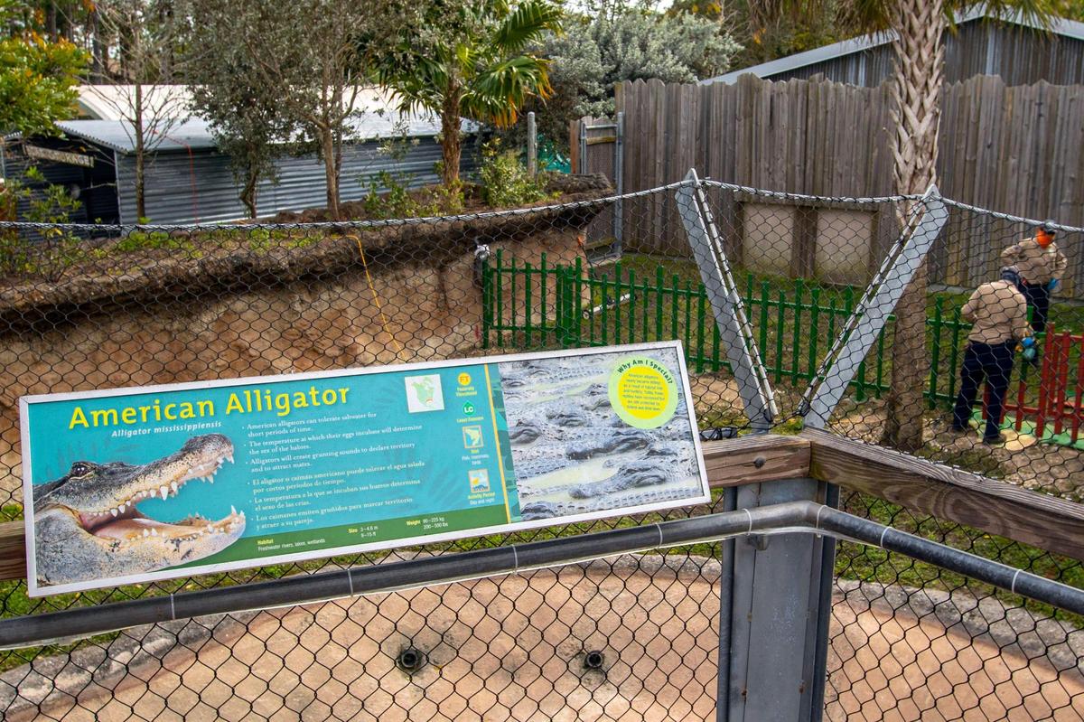 Zoo staff installed a catch net in the American Alligator exhibit after an assortment of items were found inside the stomachs of the large reptiles, among other exotic animals at Zoo Miami in Miami, Florida, on Tuesday, Feb. 15, 2022.