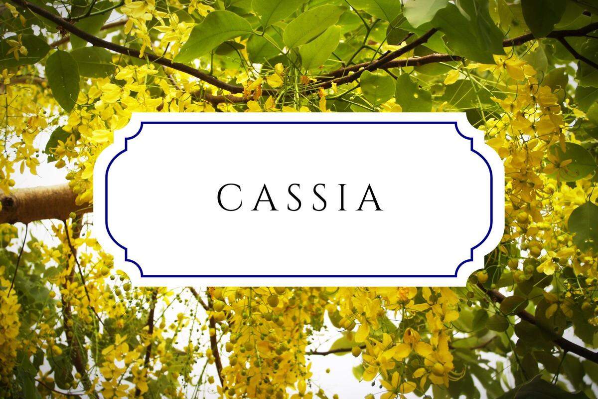 names that mean flower cassia