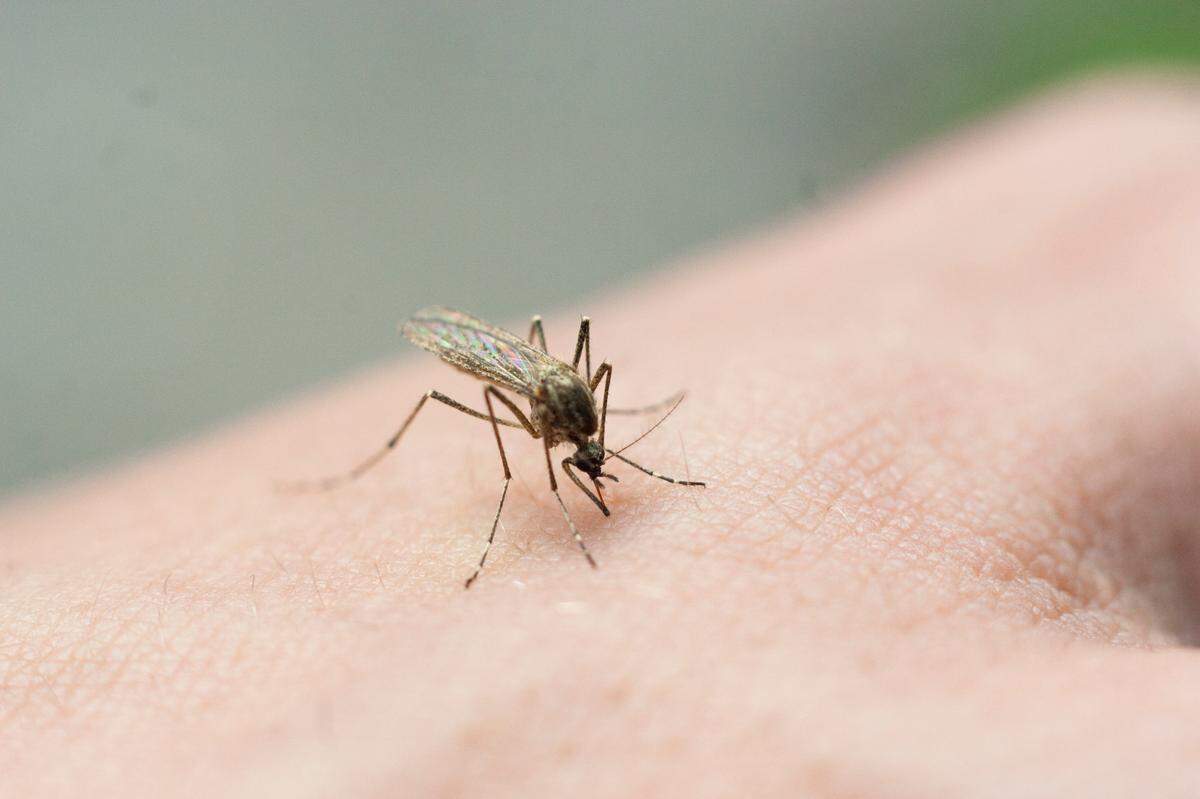A mosquito drinks blood from a hand.