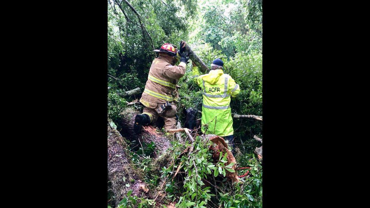 Alachua County Fire Rescue cut through limbs of a fallen oak tree to rescue a horse that got pinned underneath after storms toppled the tree on April 19, 2019.