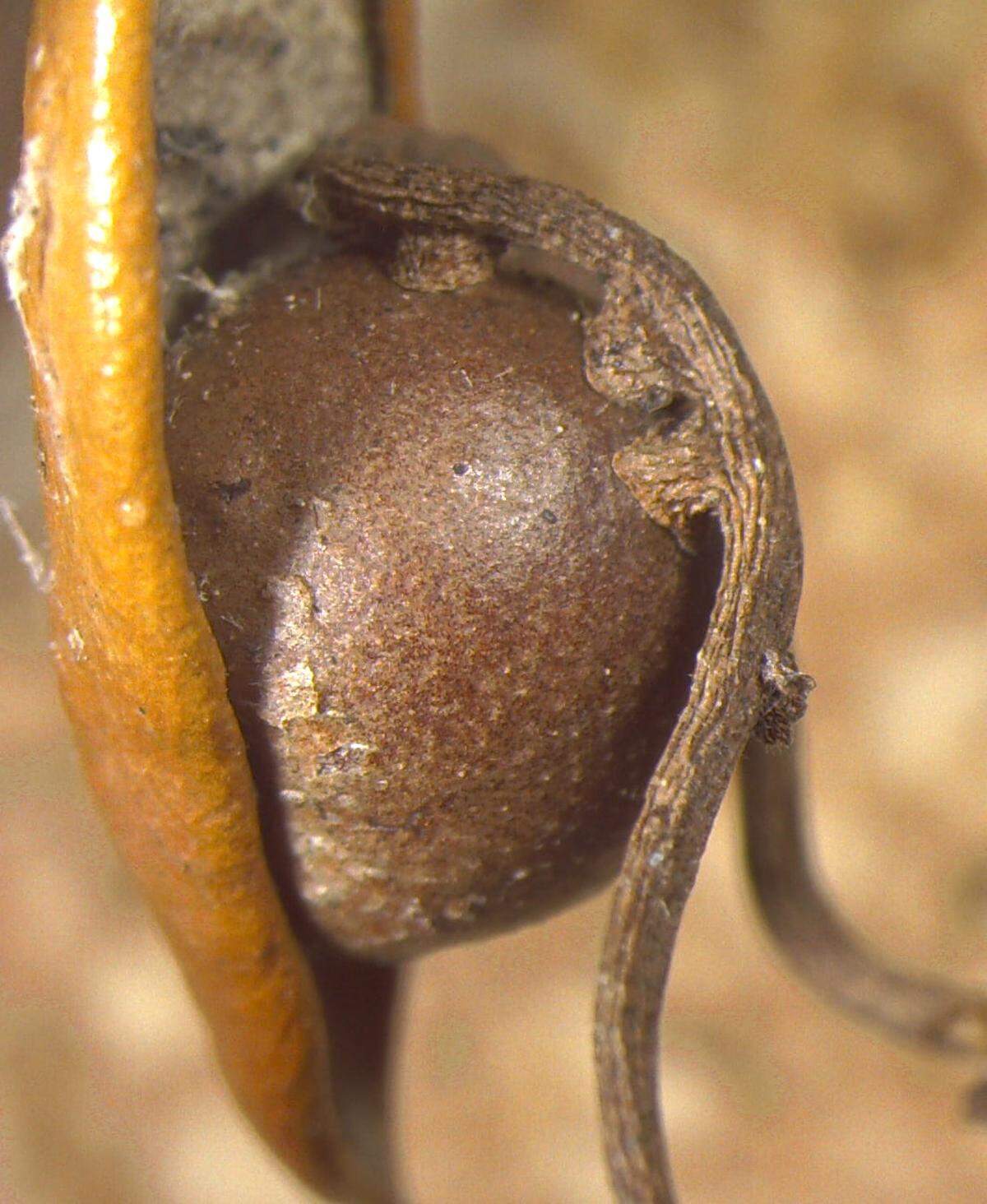 Rice University bioscientists found that love vines attach themselves to galls, extracting energy from the nurseries at the expense of the young wasps inside. Biologists found dead, mummified wasps in almost half of the attacked galls they opened.