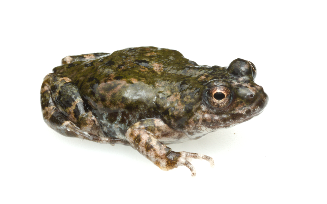 The frogs have a mottled brown and green color on their backs, and white bellies with color blotches.