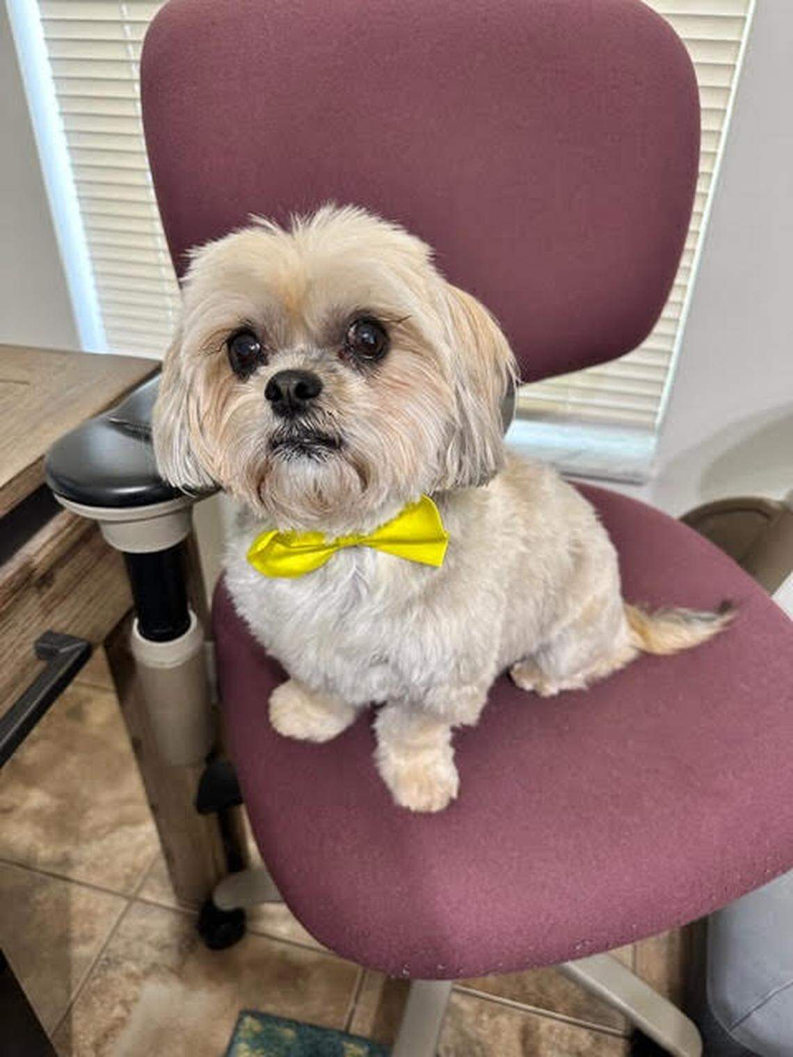 Luz Martinez and her husband Angel of Cutler Bay submitted this photo of Valentina, their 8-year-old Shih Tzu, for the Miami Herald’s Cutest Pet Contest. After readers voted, Valentina won the dog competition with 1,963 votes or 33% of votes cast. “She tilts her head every time someone says ‘treat,’ even if it’s in another conversation,” Luz said in her entry photo.