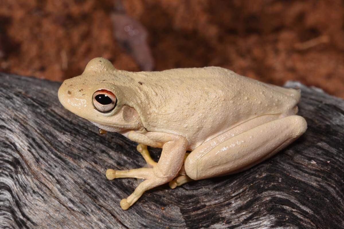 A Litoria ridibunda, or western laughing tree frog, perched on a log.