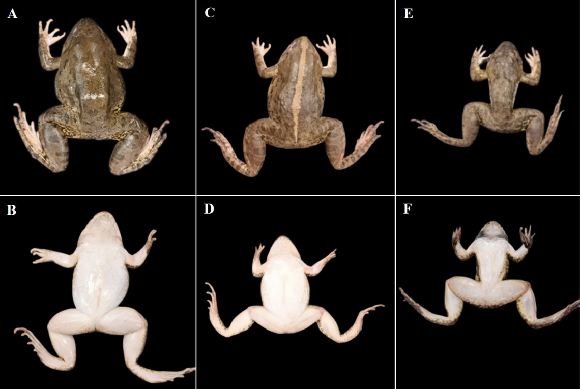 Female crab-eating frogs (A, B, C, D) are larger than male crab-eating frogs (E, F).