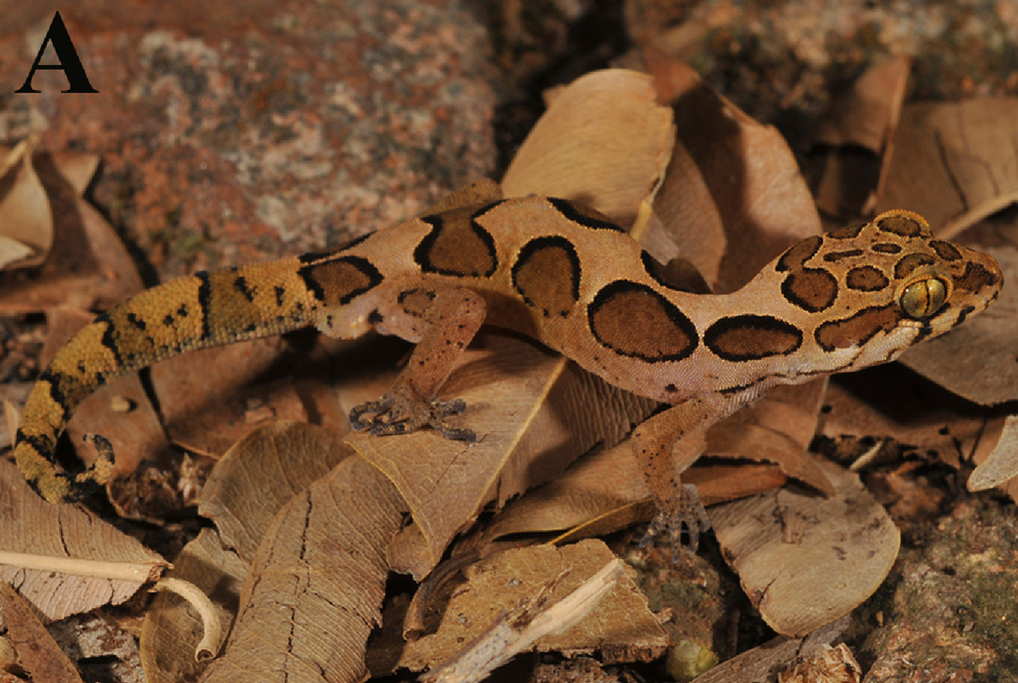 The new species Geckoella irulaorum or the Irula gecko.