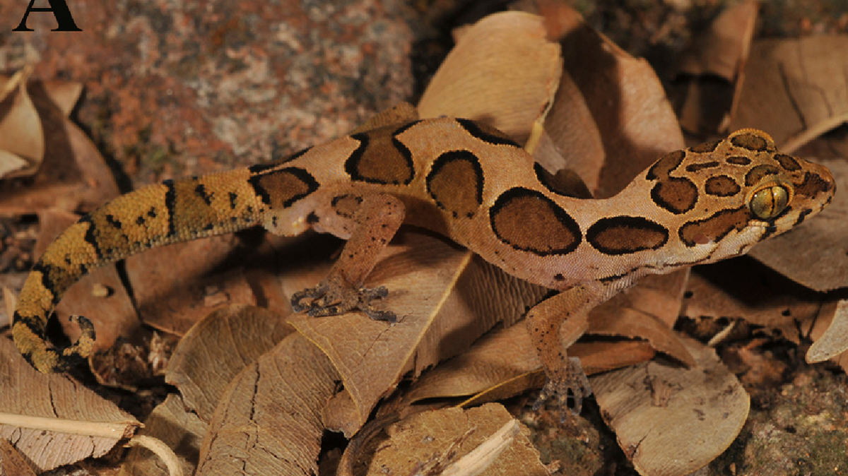 La nueva especie Geckoella irulaorum o la salamanquesa Irula. Foto de Ishan Agarwal