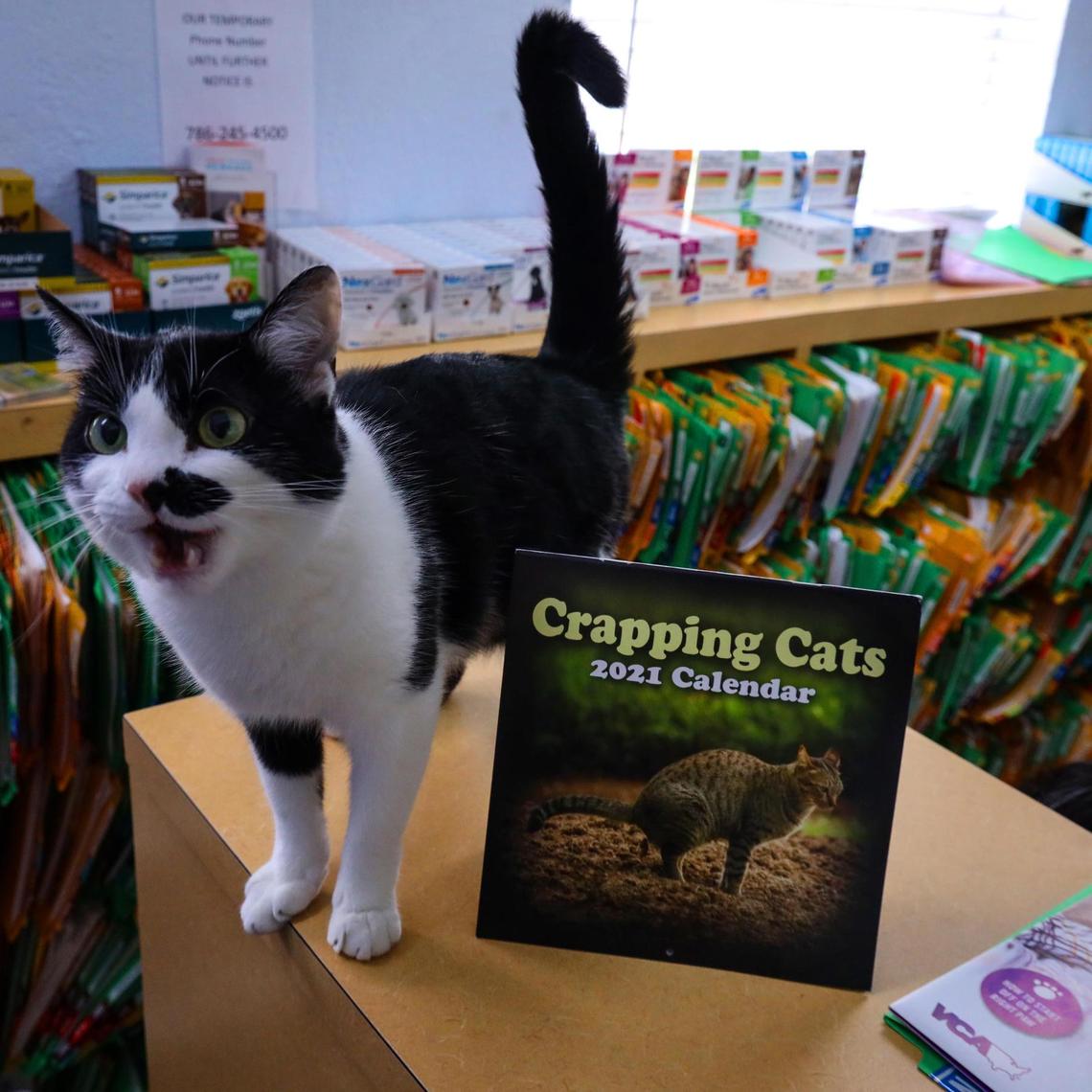 “Oscar” stands next to the “Crapping Cats” calendar at Yao Animal Hospital in Miami.