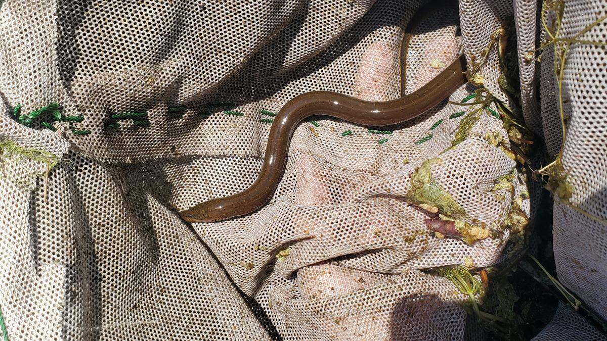A sampled invasive Asian swamp eel collected by FIU researchers wriggles in a collection bag. A new paper suggests these eels are devouring tiny fish and crayfish at an alarming rate.
