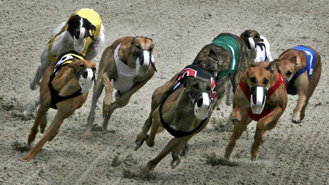 Amendment 13 would end greyhound racing in Florida.