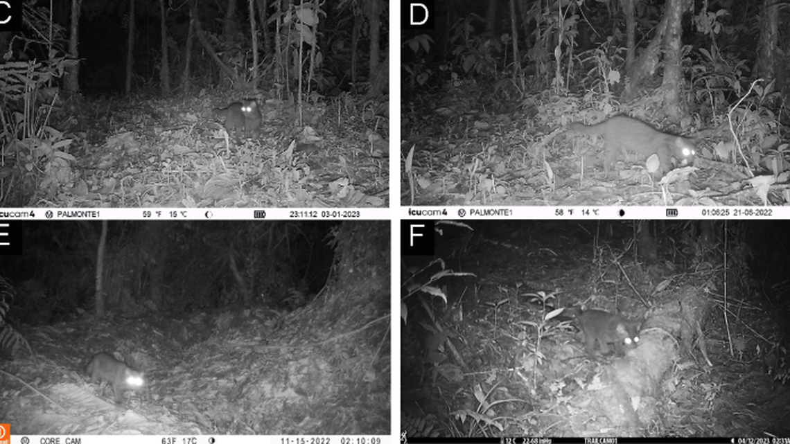 Clouded oncilla were among seven species with “unusual” coloring spotted in the Andes of Ecuador.