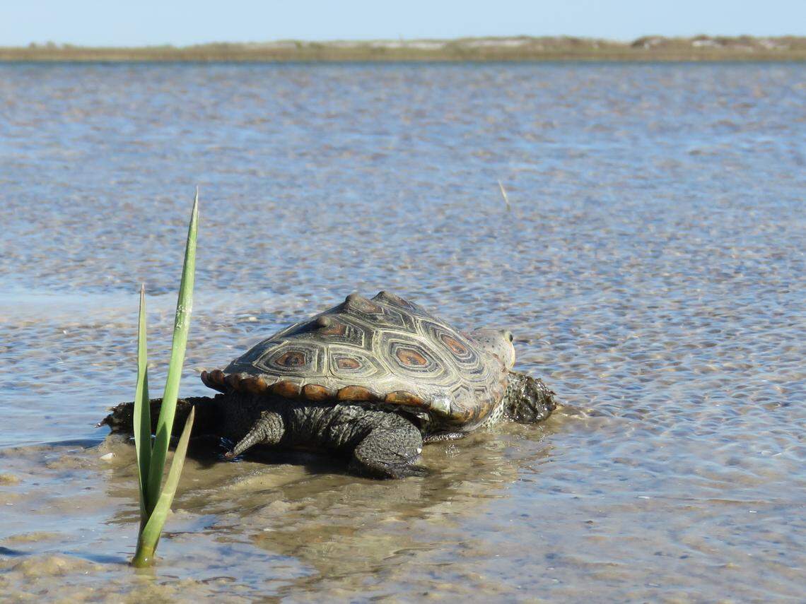 Five of the seven subspecies of the Diamondback terrapin occur in Florida, three of which can be found nowhere else in the world.