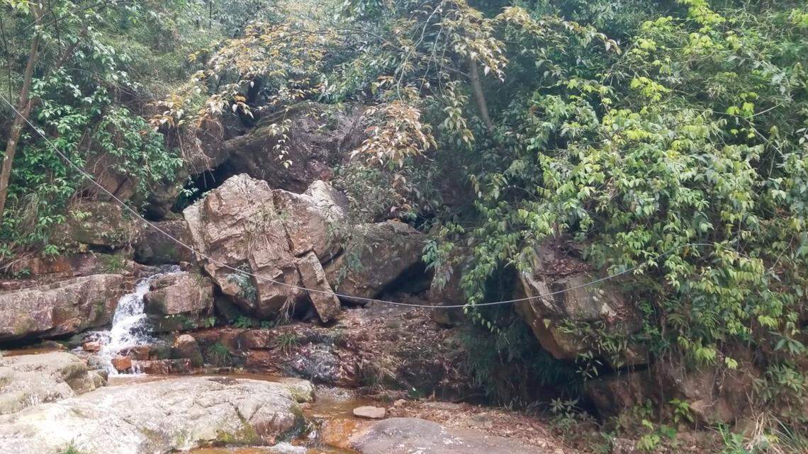 Researchers exploring a mountain stream in China found a creature beneath a rock — and discovered a new species of leaf litter toad.