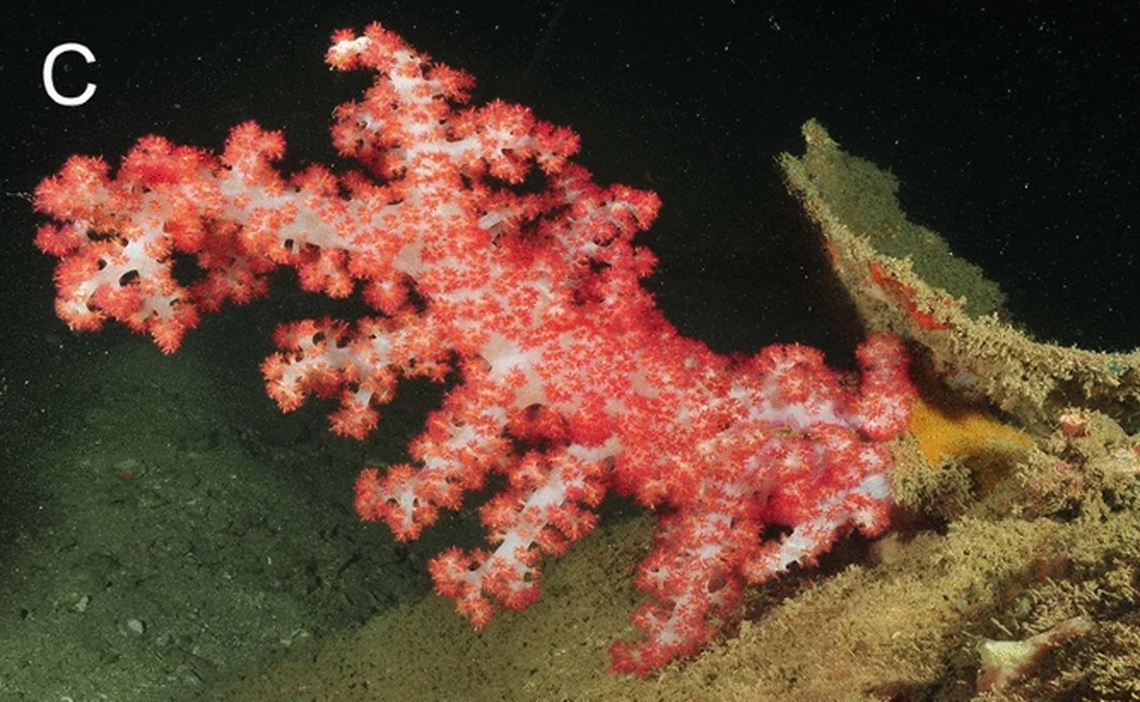 Researchers said they “chanced upon” the alien-like creature while searching soft coral.