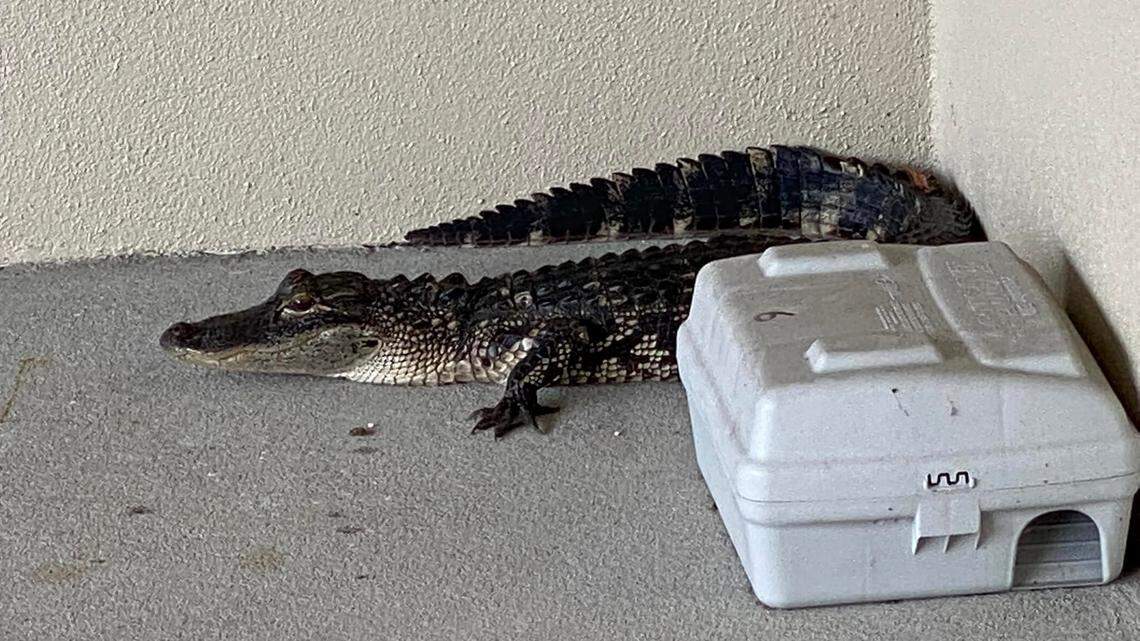 Alligator at Dade City Hospital.