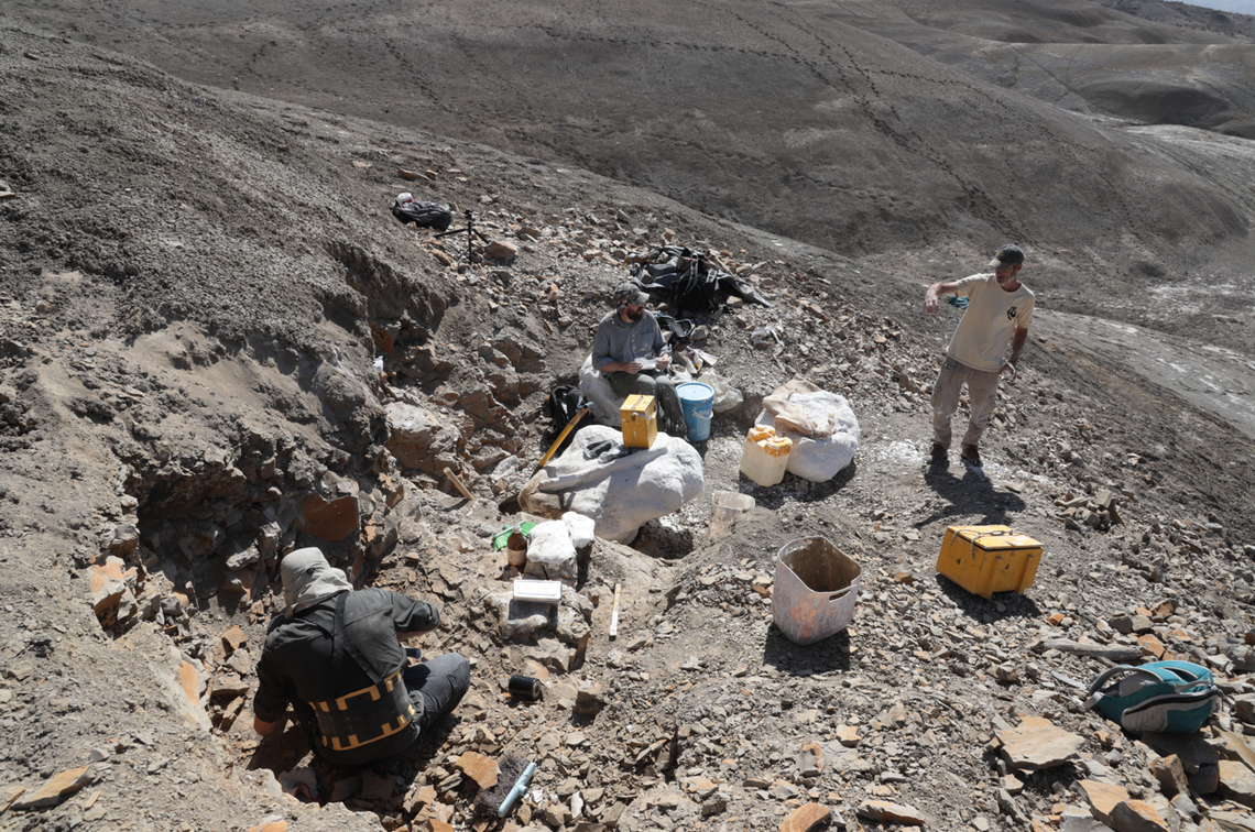 Just one month after announcing the discovery of a new species of titanosaur, a research team has discovered another new species.