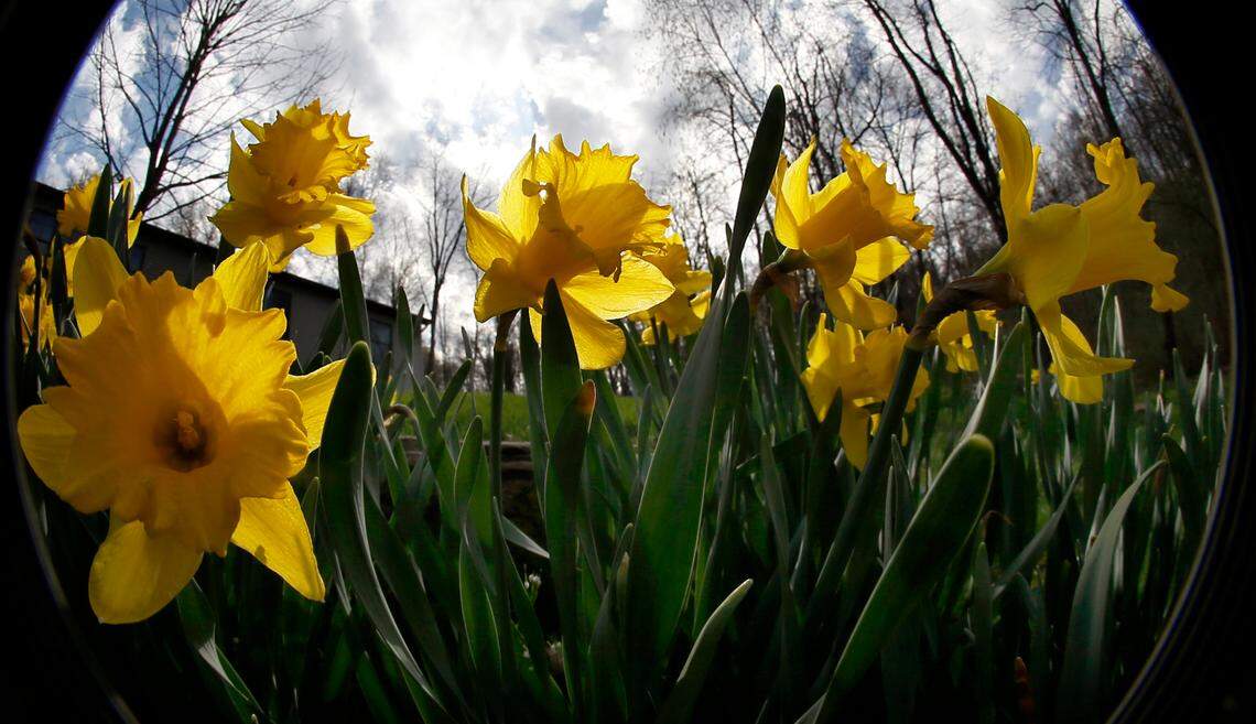 In this photograph made with a fisheye lens, the sun shines through clouds over blossoming daffodils on Sunday, April 19, 2015, in Zelienople, Pa. (AP Photo/Keith Srakocic)