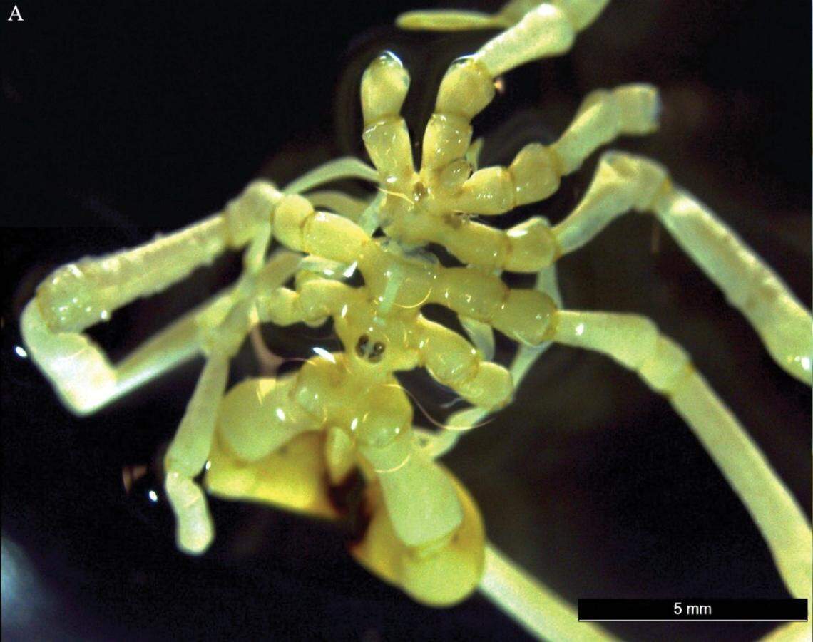 The new species of sea spiders are “much larger” than other, similar species, researchers said.