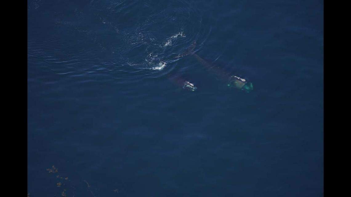 The mom and calf were skim feeding.