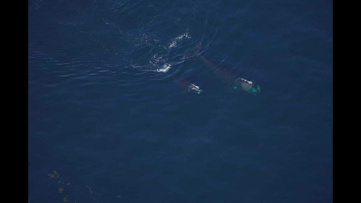 The mom and calf were skim feeding.