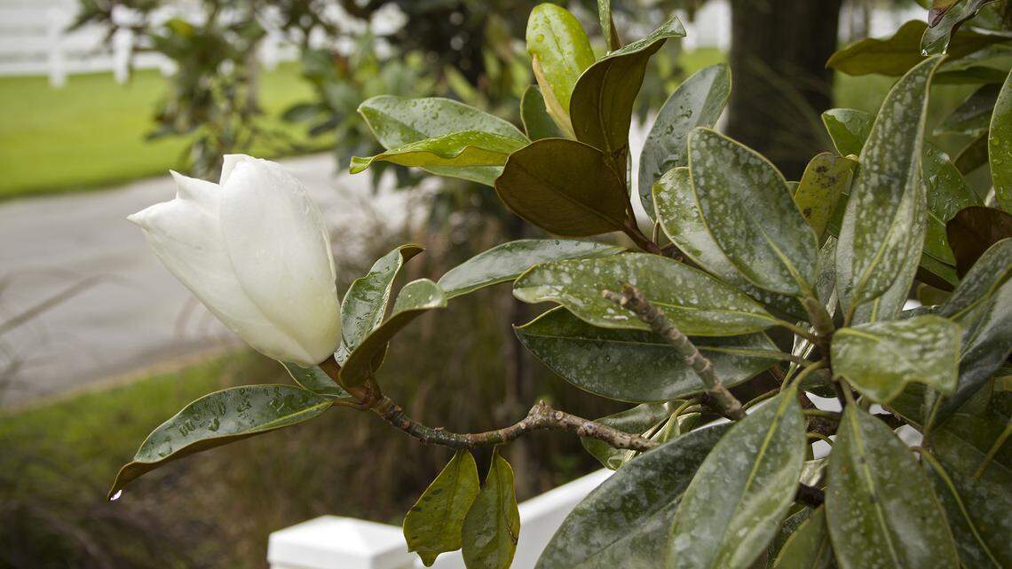 A Miami magnolia that flowers regularly.