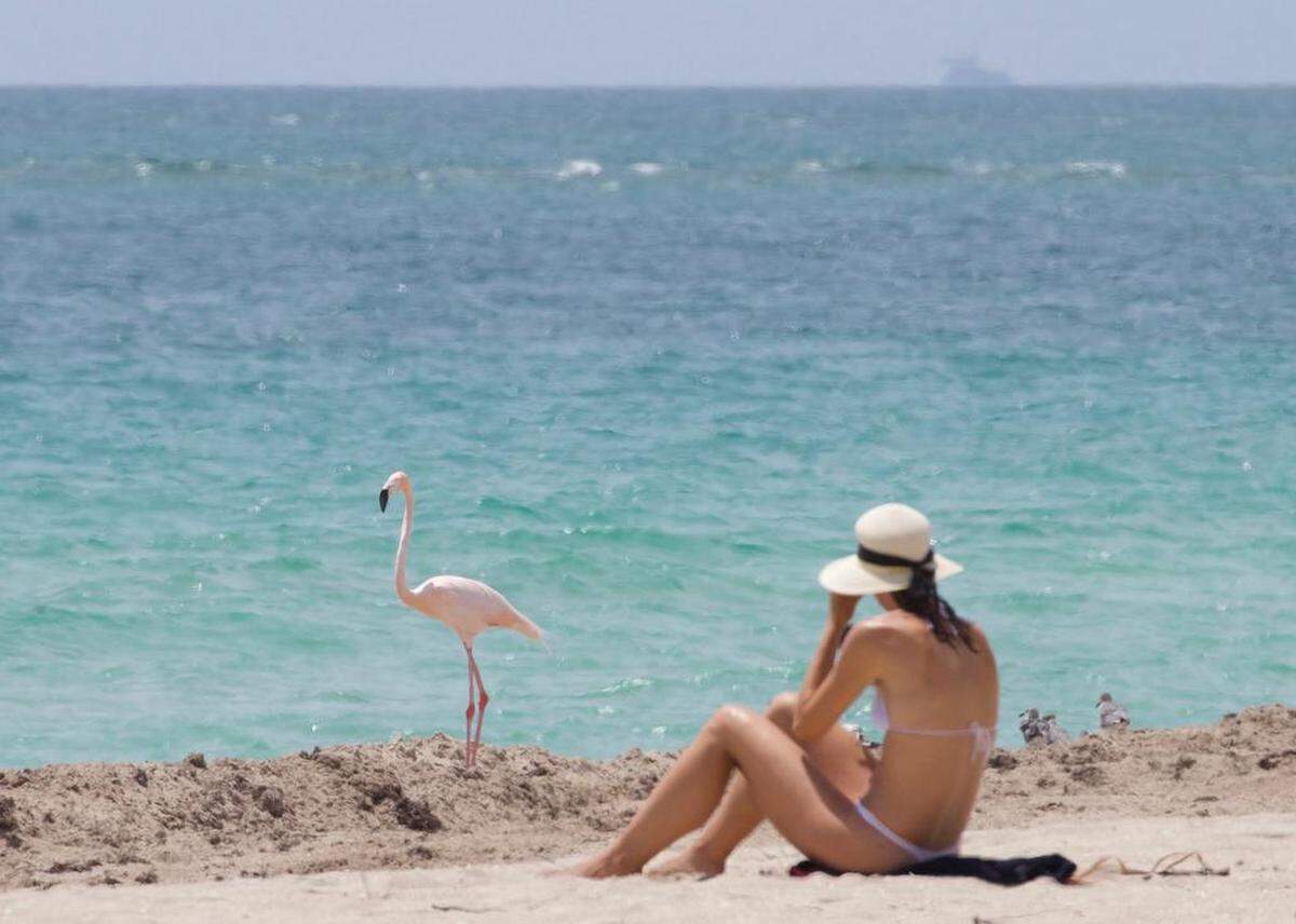 A flamingo made a rare appearance on Haulover Beach this week.