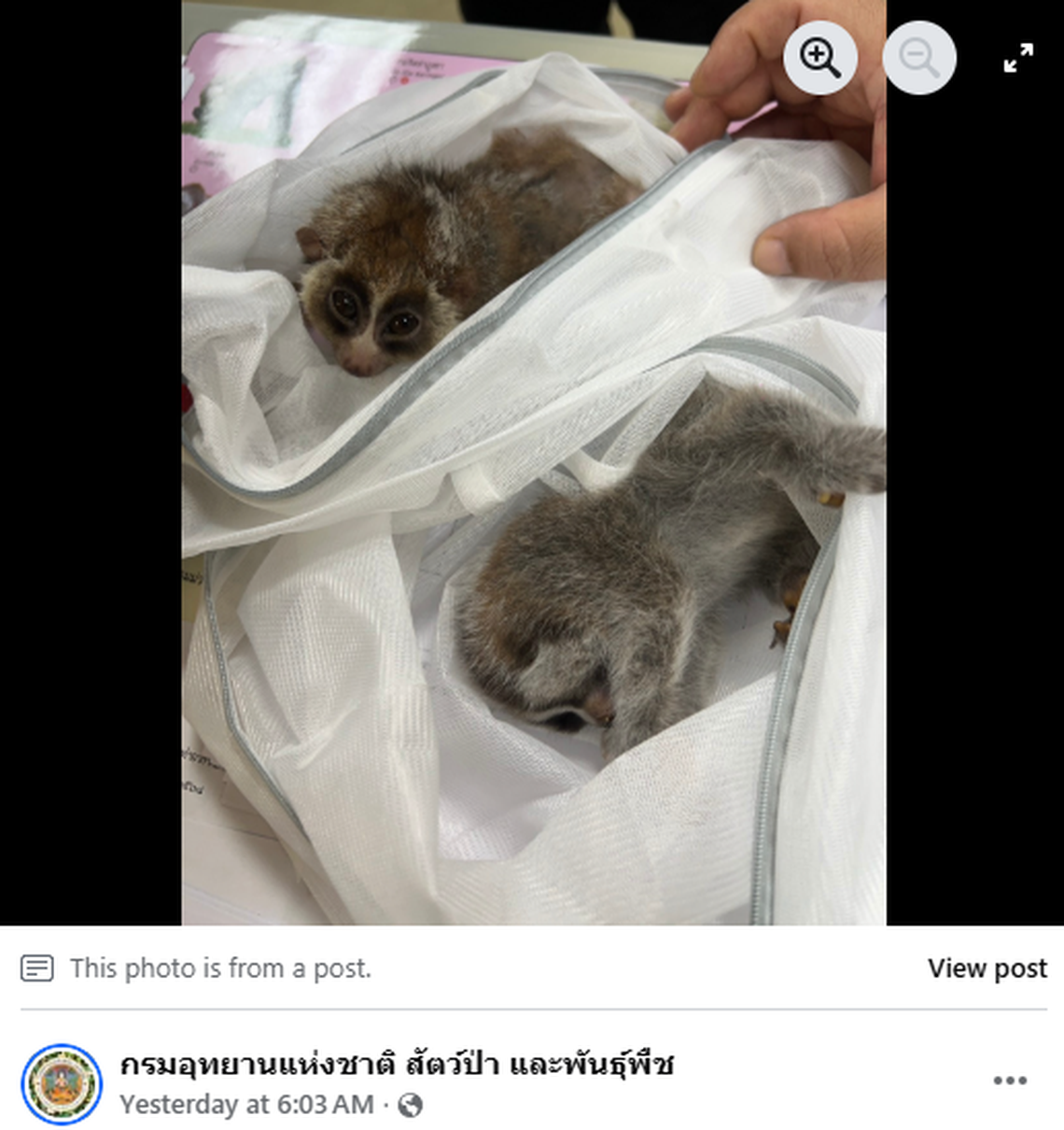 Slow lorises were found in white mesh bags
