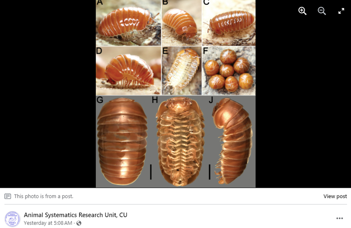 The bright orange millipede is less than a centimeter long and has unique legs, researchers said.