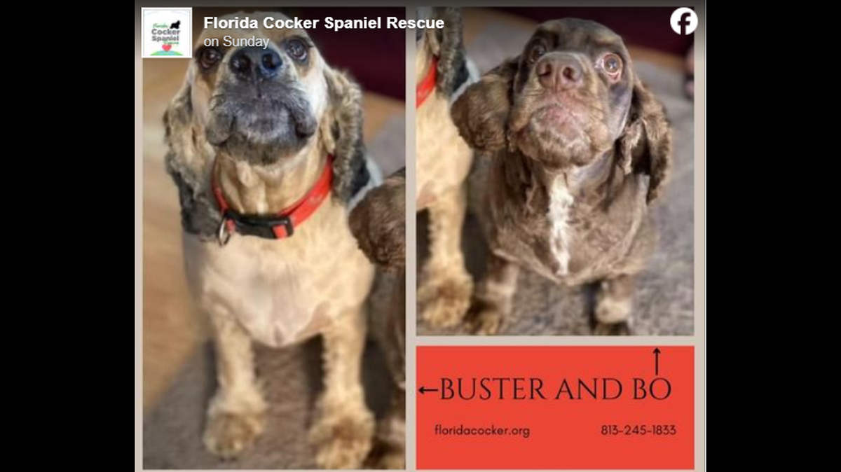 The “friendly and affectionate” canine siblings can’t be separated, a Florida rescue said.