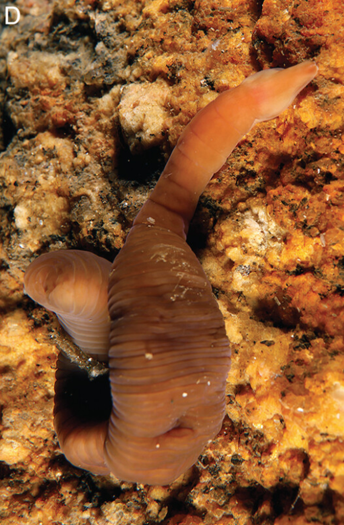 The accordion worm is eyeless, researchers said.