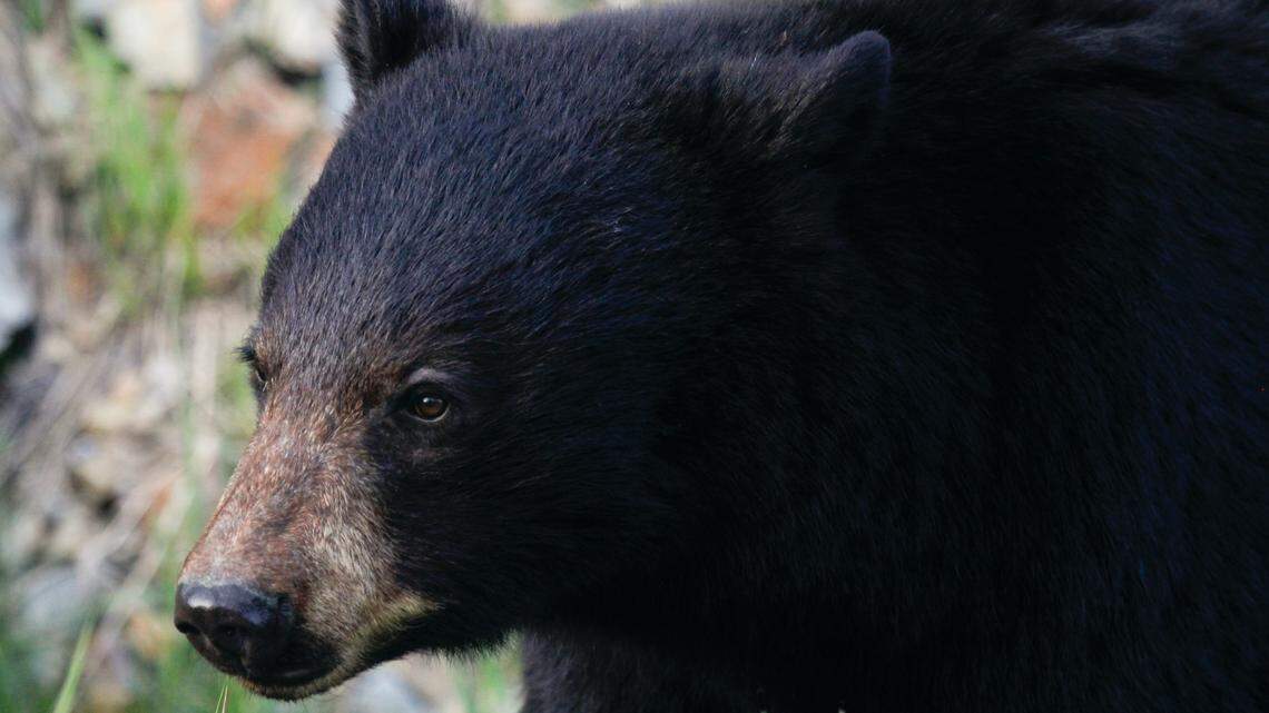 A black bear (not the one pictured) attacked a woman outside a cabin near Nisswa, Minnesota, officials say.