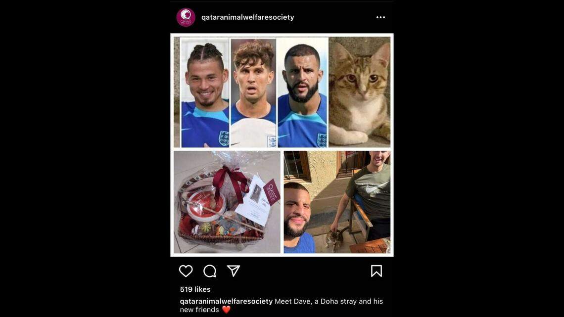 The English soccer team left the World Cup with a new friend: an adopted cat from Qatar.