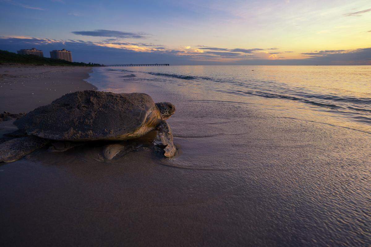 Watch nature’s magic unfold during a nighttime turtle walk or hatchling release on Juno Beach, hosted by the Loggerhead Marinelife Center.