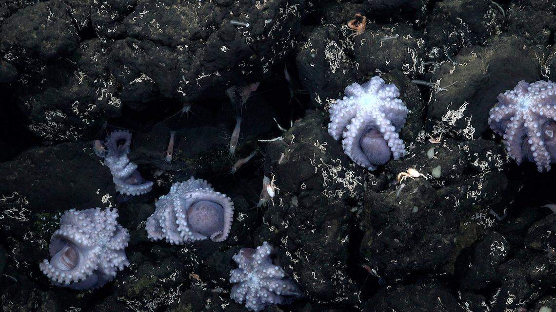 The expedition found a second site with brooding octopus on an unnamed outcrop off Costa Rica, officials said. It was explored for the very first time.