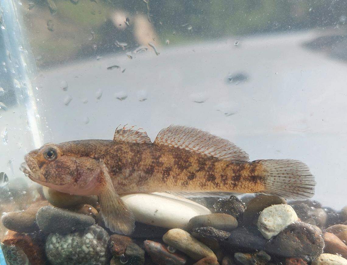 A Ponticola alasanicus, or Alazani goby, swimming in an aquarium.