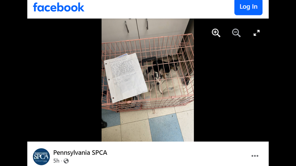 “Please take care of them and find them a nice home,” the dogs’ owner wrote.