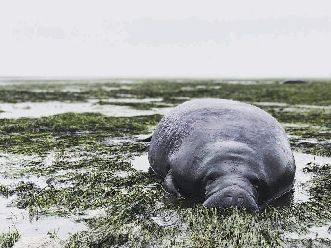 This photo provided by Michael Sechler shows a stranded manatee in Manatee County as Hurricane Irma sucked water offshore as it approached on Sept. 10.