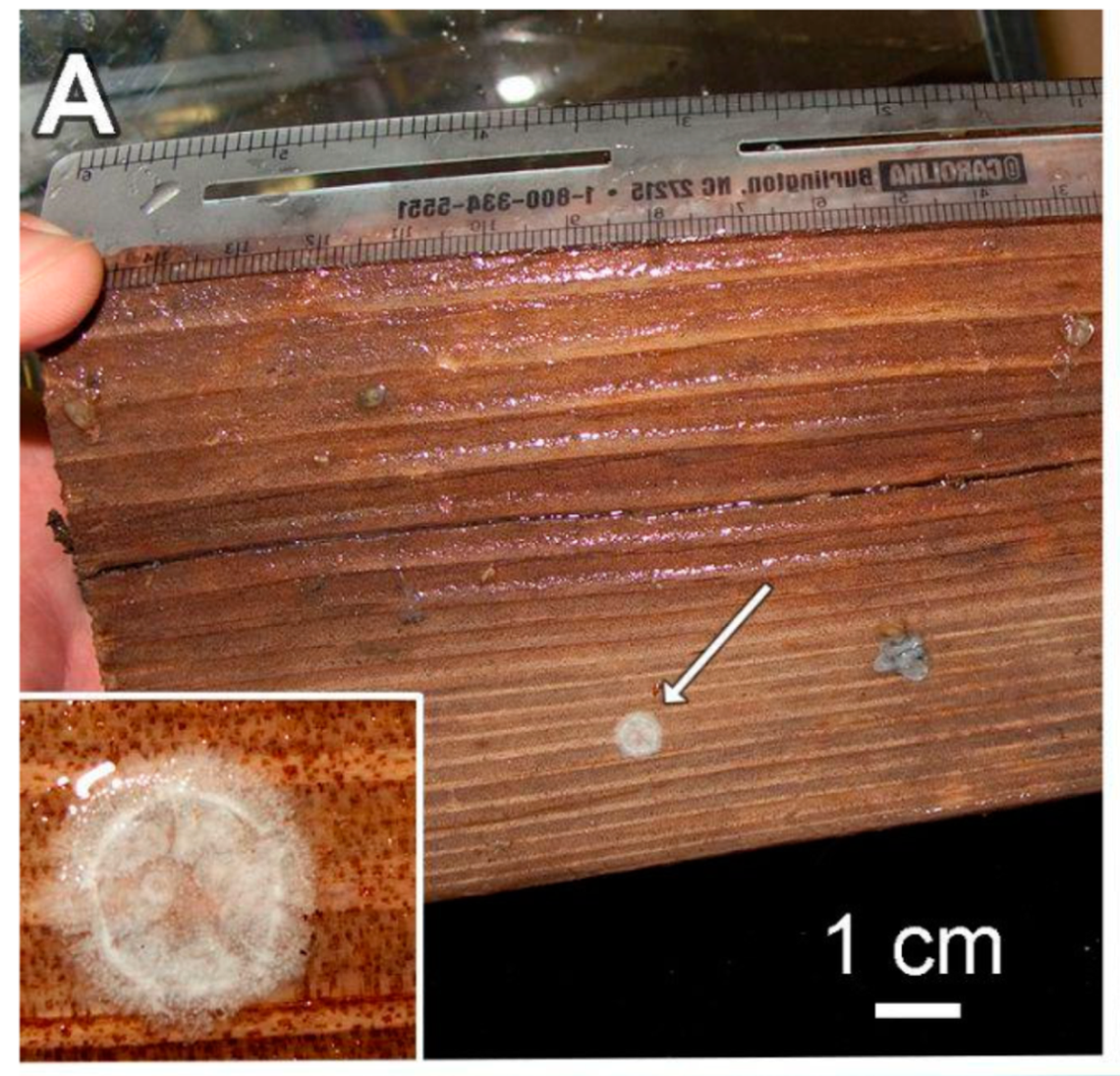 A sea daisy found on a piece of wood.