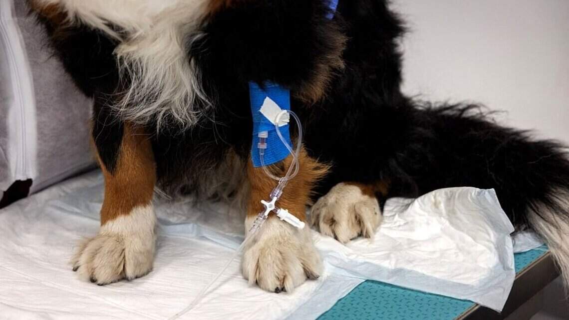 ‘I’ll kill everyone.’ Pines man threatens hospital staff over dog’s care, cops say